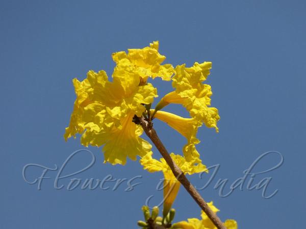 Midday Yellow Trumpet
